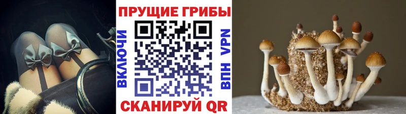 Галлюциногенные грибы GOLDEN TEACHER  Кондопога 